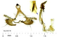Coleophora variicornis