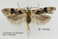 Altenia scriptella