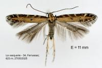 Aristotelia brizella