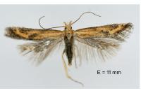 Metzneria artificella