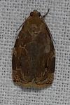 Archips xylosteana