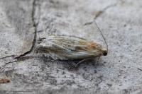 Eucosma cana