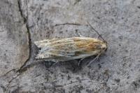 Eucosma cana