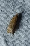 Celypha rufana