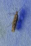 Plutella xylostella