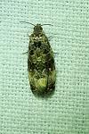 Endothenia gr. gentianaeana