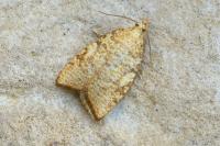 Aleimma loeflingiana