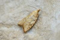 Aleimma loeflingiana