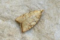 Aleimma loeflingiana