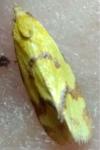 Agapeta hamana