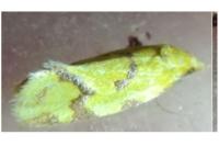 Agapeta hamana
