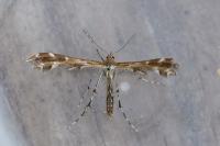 Oxyptilus distans