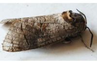 Cossus cossus