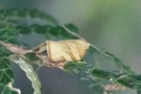 Pandemis cerasana