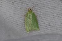 Tortrix viridana