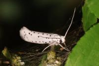 Yponomeuta