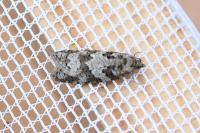 Cnephasia stephensiana