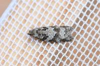Cnephasia stephensiana