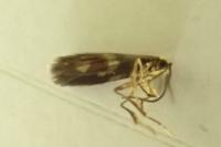 Micropterix aglaella