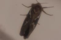Korscheltellus lupulinus