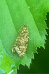 Enarmonia formosana