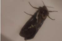 Korscheltellus lupulinus