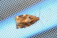 Archips xylosteana