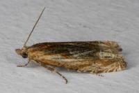 Eucosma