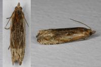 Eucosma