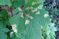 Cameraria ohridella