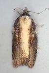 Acleris hastiana
