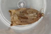 Archips crataegana