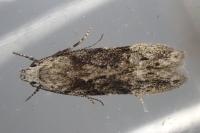 Carpatolechia fugitivella