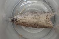 Cnephasia stephensiana