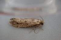 Niditinea striolella
