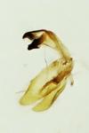 Niditinea striolella
