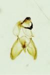 Niditinea striolella