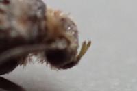 Prays ruficeps