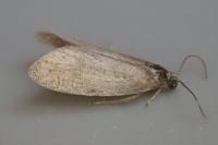 Strophedra weirana