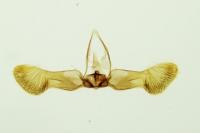 Strophedra weirana