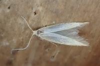 Coleophora flavipennella