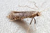Parornix devoniella