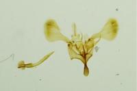 Parornix devoniella