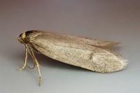 Agnoea latipennella