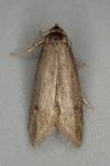 Agnoea latipennella