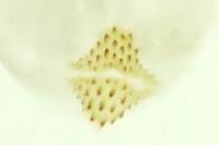 Agnoea latipennella