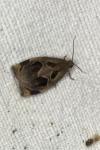 Archips crataegana