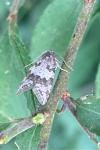 Cnephasia