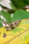 Celypha lacunana