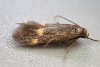 Borkhausenia minutella
